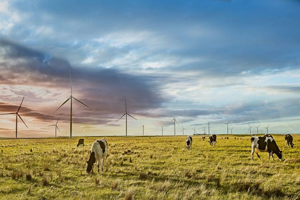 Wind turbines at Mount Gellibrand Wind Farm across grazing farmland with cows in the foreground