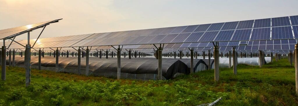 Rows of solar panels mounted above green farmland with sunlight reflecting across the panels