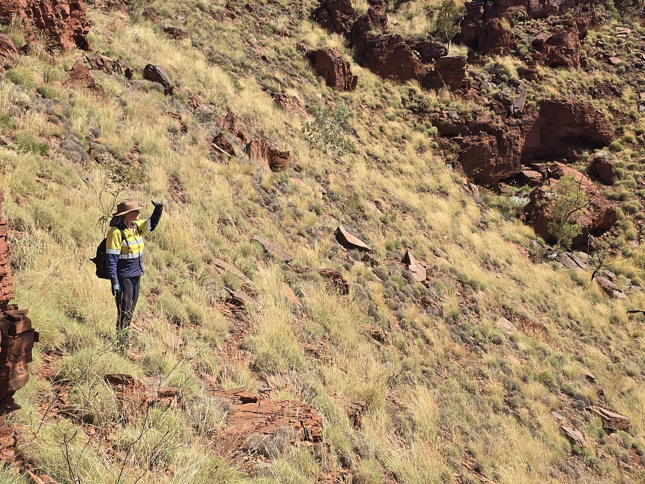 ACHM field worker surveying a rocky red gorge slope with spinifex grass and layered rock formations