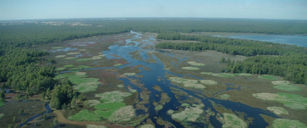 Aerial view of Barmah National Park wetlands with winding waterways and floodplain forest