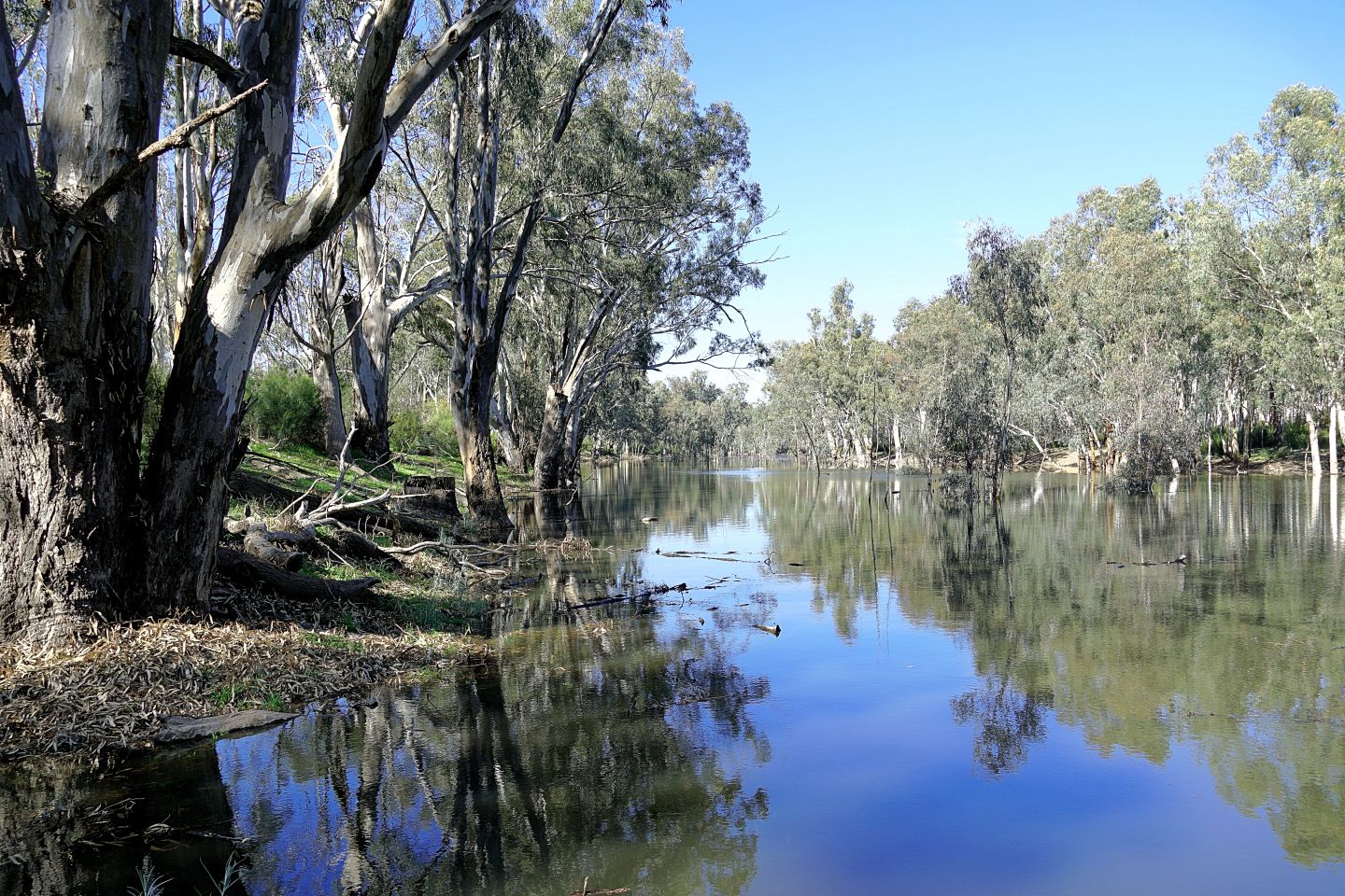 Calm river bordered by gum trees with reflections on the water under a clear blue sky